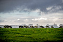Jaap Kortweg denkt dat (melk)koeien op den duur uit het landschap verdwijnen, net als veestallen.
