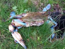 Geen muis of egel, maar blauwe zwemkrab in tuin 