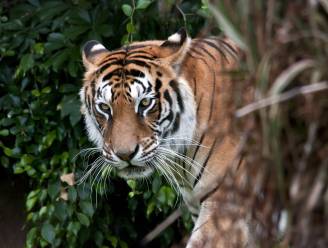 “Succesverhaal”: tijger maakt opmerkelijke comeback