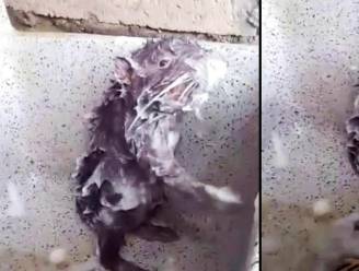 Het echte verhaal achter de 'douchende rat' die de hele wereld rondgaat