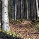Vereniging voor Bos plant illegaal bos in Oudenaarde