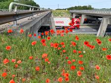 Bermen groeien en bloeien uitbundig: ‘We krijgen  klachten én complimenten’
