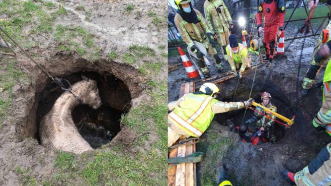 Paard zakt metersdiep door de grond door ondergrondse waterstroom