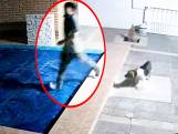 Waakhond 'vangt' onoplettende inbreker in verborgen zwembad