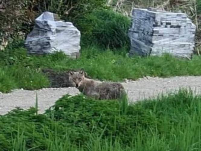 Wolf gespot in Hoogstraten: “Vreemd dat hij op dit uur van de dag te zien is”