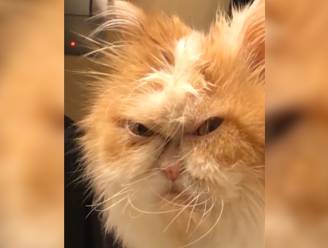 Is deze norse kat de opvolger van 's werelds bekendste 'Grumpy Cat'?