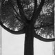 Bomen zijn al zo vaak vastgelegd, maar de tentoonstelling ‘In the Shadow of Trees’ weet toch te verrassen