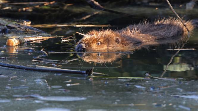 Bever duikt op in natuurgebied Kampina: ‘Hij is meer dan welkom’