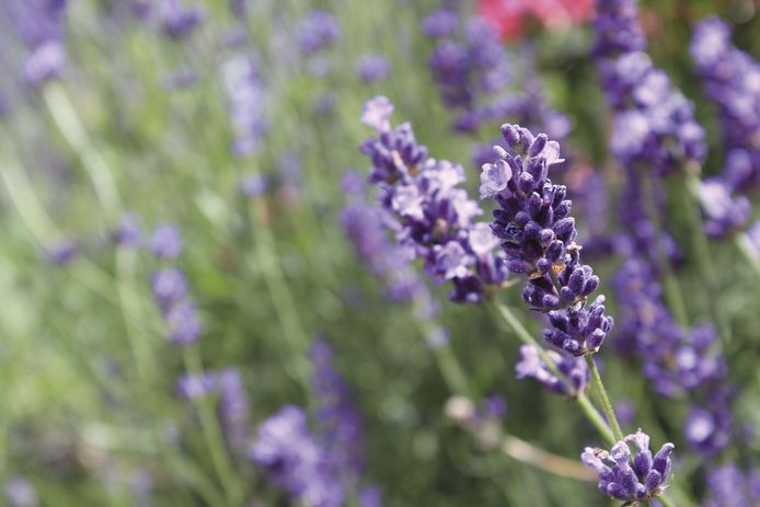 Wie is er niet dol op de heerlijke geur en mooie blauwe bloemen van lavendel?