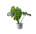 Monstera.