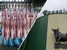 Slachthuis in Epe voorlopig dicht wegens dierenmishandeling