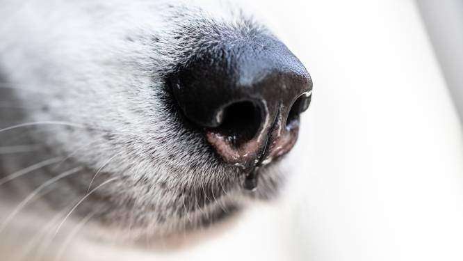Drie honden van Defensie ingezet om Covid-besmettingen op te sporen