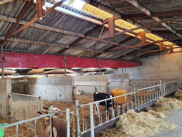 Meer dan 200 kinderen van de lagere scholen in Hoogstraten kwamen vrijdag naar de boerderij van Jef Ryvers in Castelré.