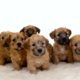 8 gedumpte puppy's krijgen nieuwe moeder