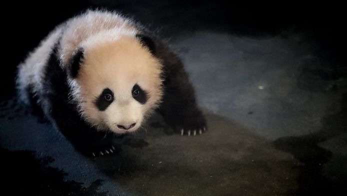 Babypanda Tian Bao
