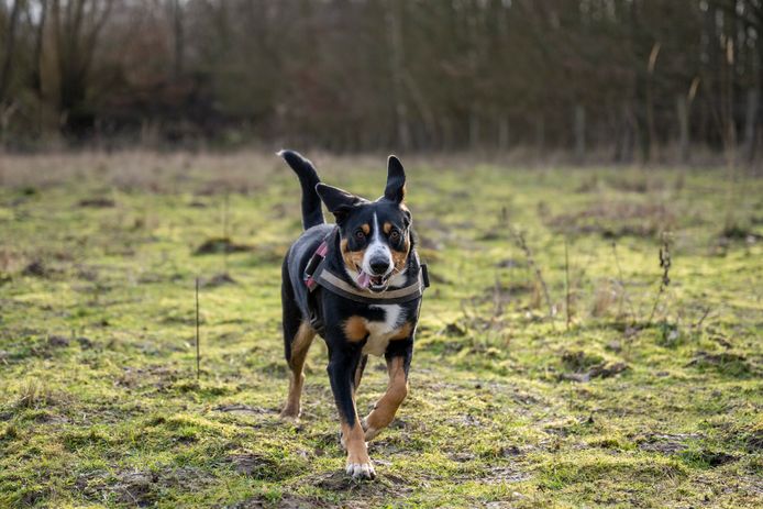 Illustratiefoto van een hondenlosloopweide
Hond - Honden - leiband - loslopende hond