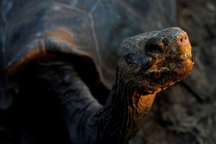 Een reuzenlandschildpad op het eiland Santa Cruz in de Galapagosarchipel van Ecuador. Het land kondigde vandaag een uitbreiding van het bijzondere natuurreservaat aan.