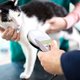 ‘Katten die je niet castreert, overlijden vroeger’