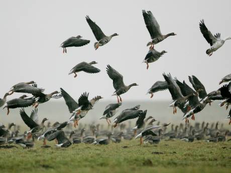 Gemeente Hoeksche Waard waarschuwt: raak gevonden zieke of dode vogels niet aan