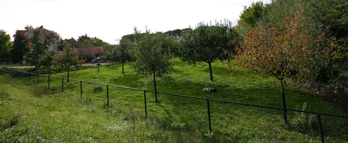 De veelbesproken boomgaard aan de Maasdijk in Rossum