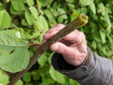 Help, daar is de Japanse duizendknoop weer... of heeft de ‘monsterplant’ stiekem nog voordelen? 