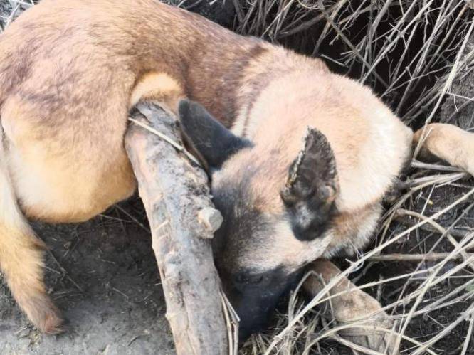Baasje ontzet nadat ze hond vindt in illegale vossenval: “30 minuten later en ze was dood”