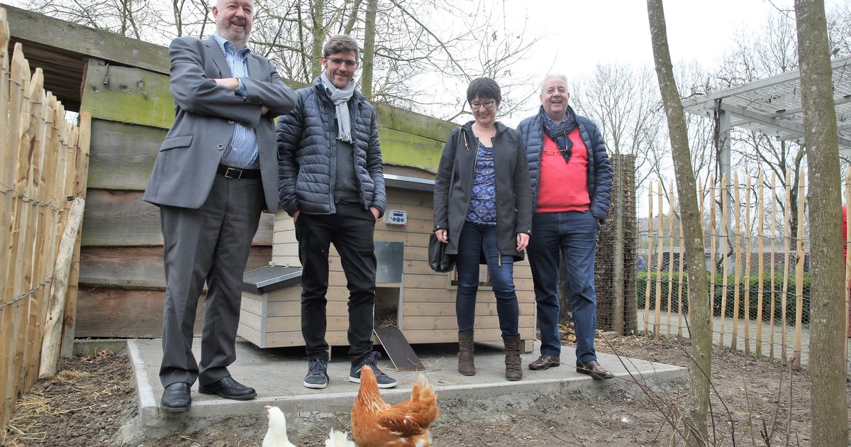 Vos Rooft Kippenhok Windmoleken Leeg Stadsbestuur Laat Automatische