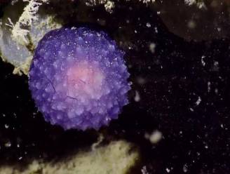 Deze onderzeese paarse bol slaat wetenschappers met verstomming