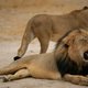 Jachtsafari in Afrika wordt ook aangeboden op Vakantiebeurs