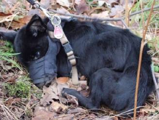 Jonge hond wordt op amper 50 meter van asiel gedumpt en vriest dood