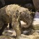 Superschattig: zo kwam olifantje in Pairi Daiza ter wereld
