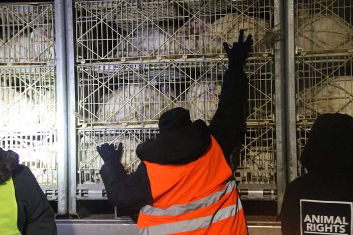 Animal Rights voerde in de nacht van donderdag op vrijdag actie aan kalkoenslachthuis Volys in Lendelede.