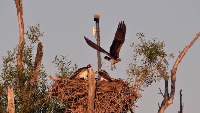 Eindelijk! Na dagen rondjes vliegen landt de visarend op zijn nest in de Biesbosch