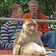 Aap tussen de bezoekers op de tribune