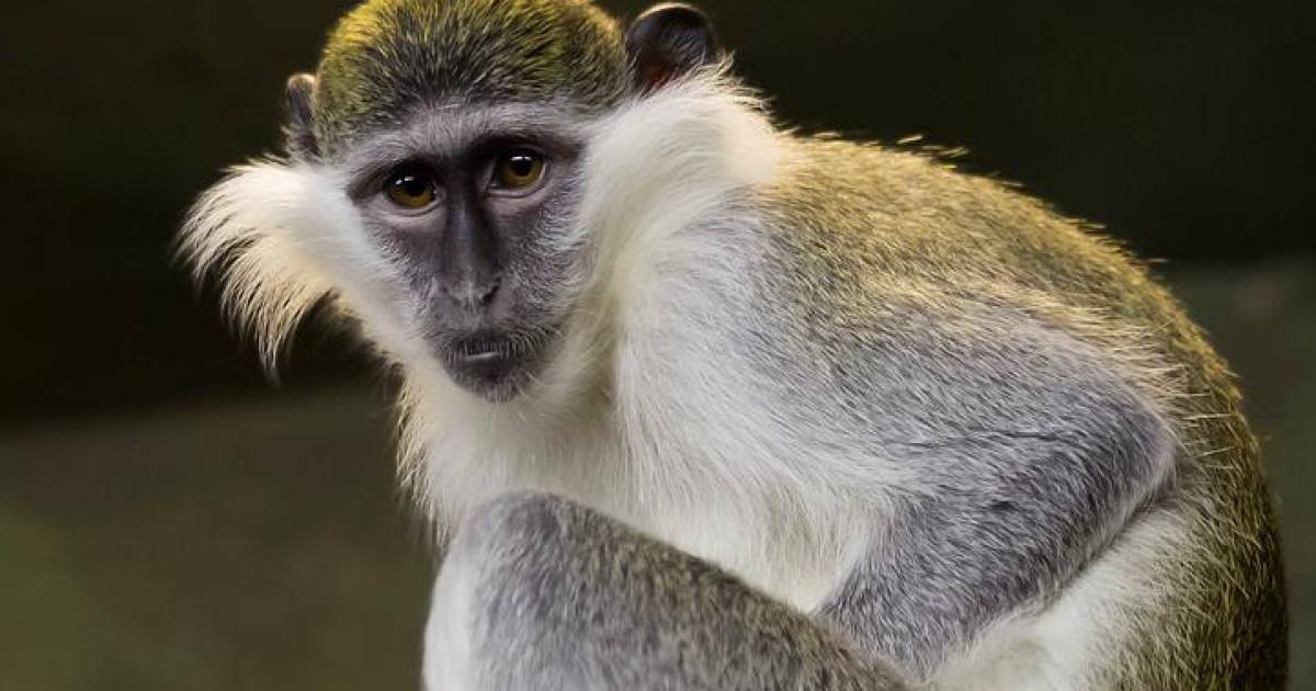 Sint Maarten to Completely Eradicate Exotic Ape Species, AAP Foundation Furious at ‘Immoral’ Plan |  Interior