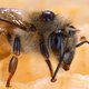 Twijfel aan zieke bijen door mobieltjes