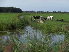 Het gaat beter met de boerensloot in Utrecht, maar: ‘Er moet nog heel wat gebeuren’