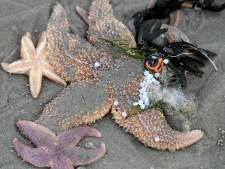 Honderden zeesterren aangespoeld op strand in Bloemendaal aan Zee: hoe kan dat?