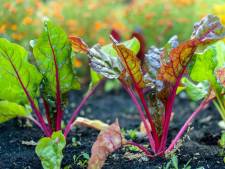 Potager pollué aux métaux lourds à Bressoux: surtout les salades et les choux