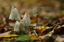 'Overal in het Bentwoud schieten de paddenstoelen de grond uit! Herfst op z'n best!'