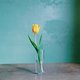 Water van tulpen verversen? Waarom je het ‘oude’ water dan nóóit moet weggooien