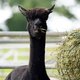 Britse dierenliefhebbers, waaronder vader Boris Johnson, zijn woedend: Alpaca Geronimo is ten onrechte gedood