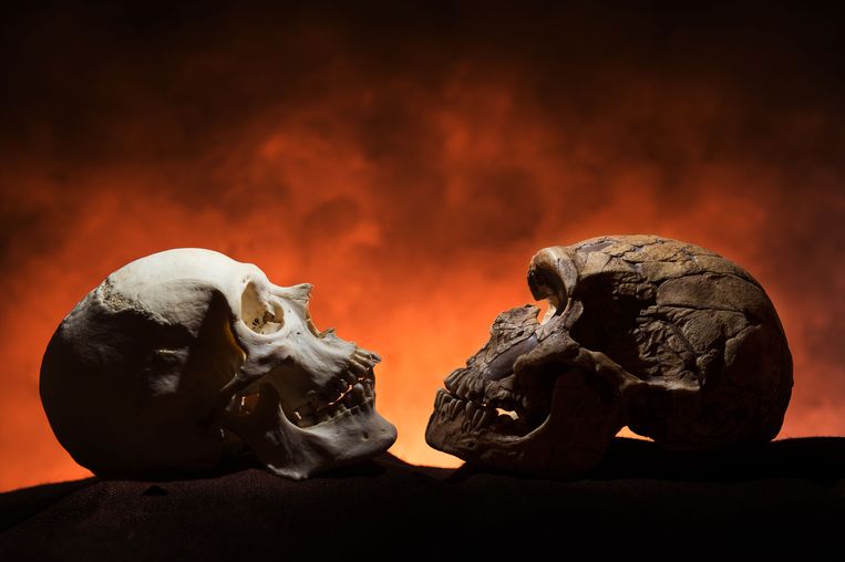 Links zien we de schedel van een mens, rechts die van een Neanderthaler. Het verschil? Mensen hebben, anders dan primaten en oermensen, een kin. En die heeft anders dan gedacht geen functie, schrijven onderzoekers in Journal of Anatomy. De kin heeft niks te maken met mechanische bewegingen... Beeld .