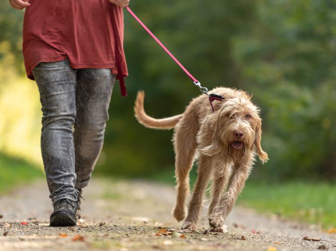 Linkeroever neemt maatregelen tegen agressieve hond na herhaalde meldingen