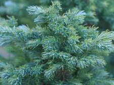 Deze groenblijvers houden de tuin ook 's winters in vorm