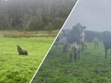 Australische boer filmt verdwaalde rob in weiland vol koeien