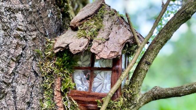 Elfjes nemen hun intrek in huisjes in bos De Elzen: ‘Als ze open doen, zou dat bijzonder zijn’
