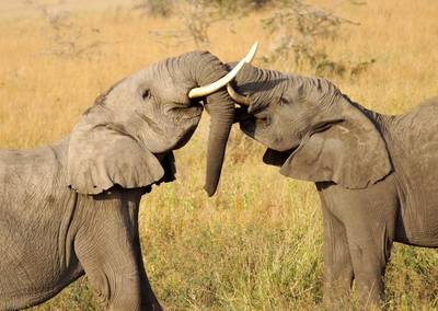 Verrassend wetenschappelijk onderzoek: ook olifanten blijken elkaar bij “naam” te kennen