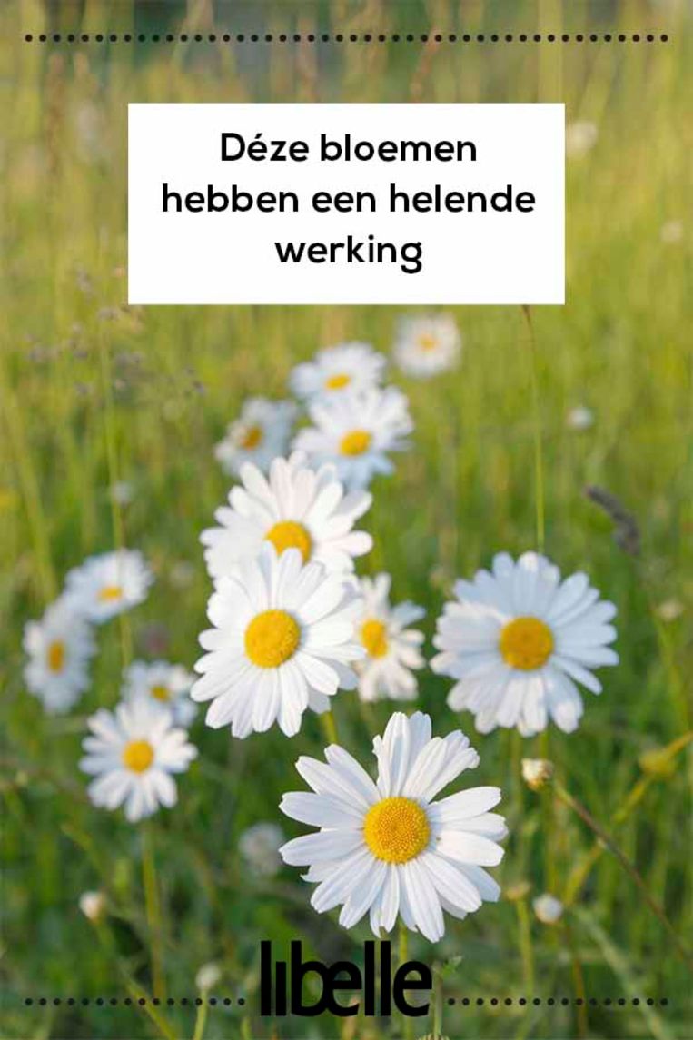 null Beeld 