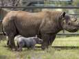 Zeer zeldzame zwarte neushoorn geboren in Australische dierentuin